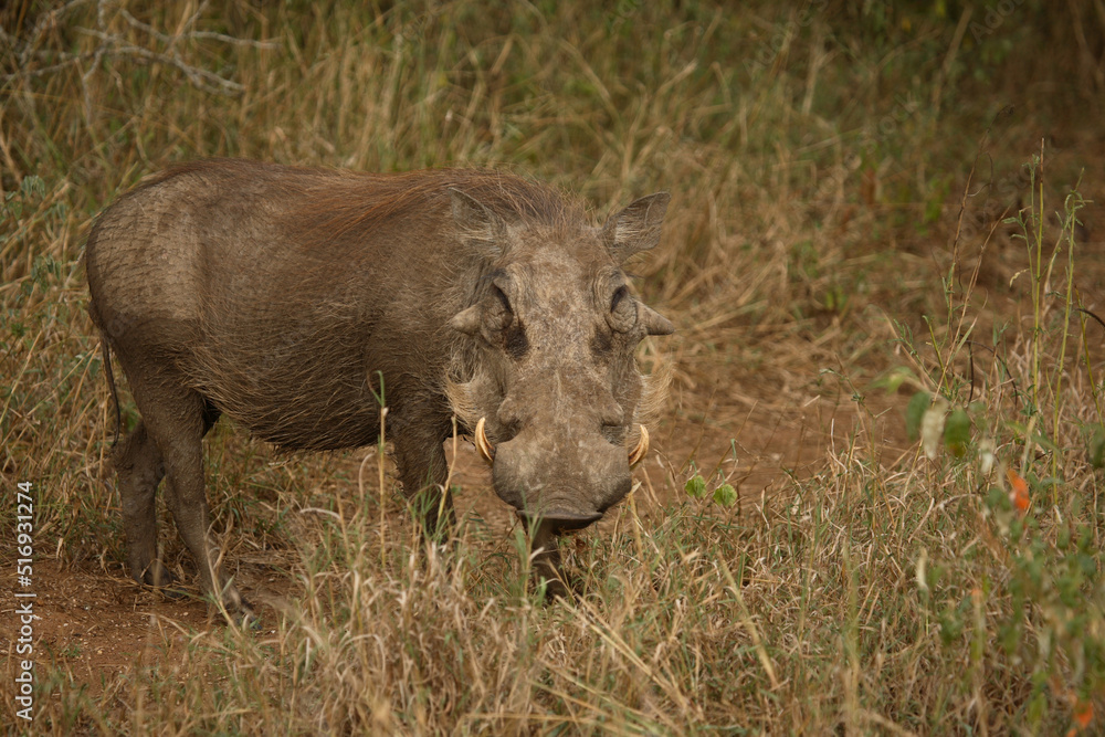 Obraz premium Warzenschwein / Warthog / Phacochoerus africanus