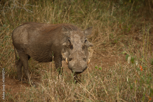 Warzenschwein   Warthog   Phacochoerus africanus