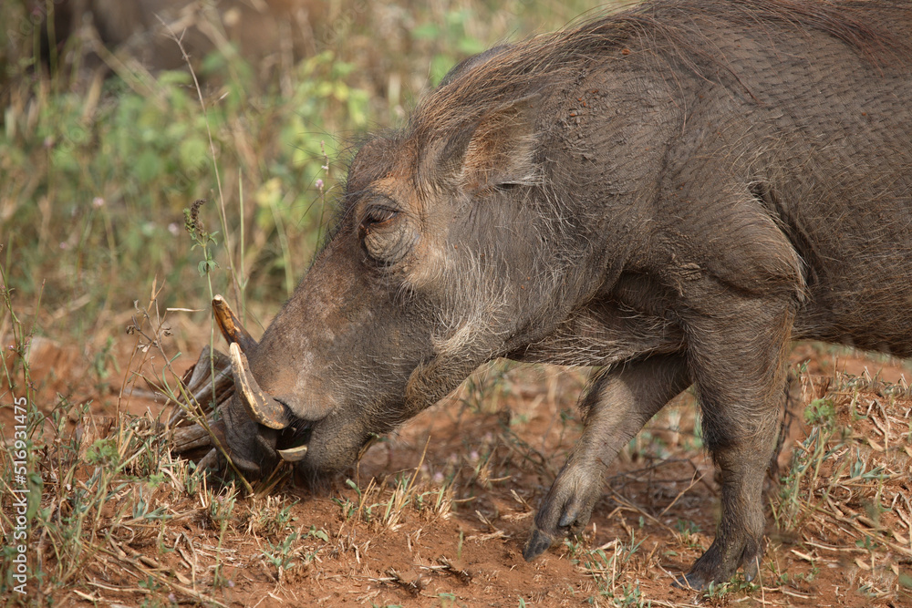 Warzenschwein / Warthog / Phacochoerus africanus Warzenschwein / Warthog / Phacochoerus africanus