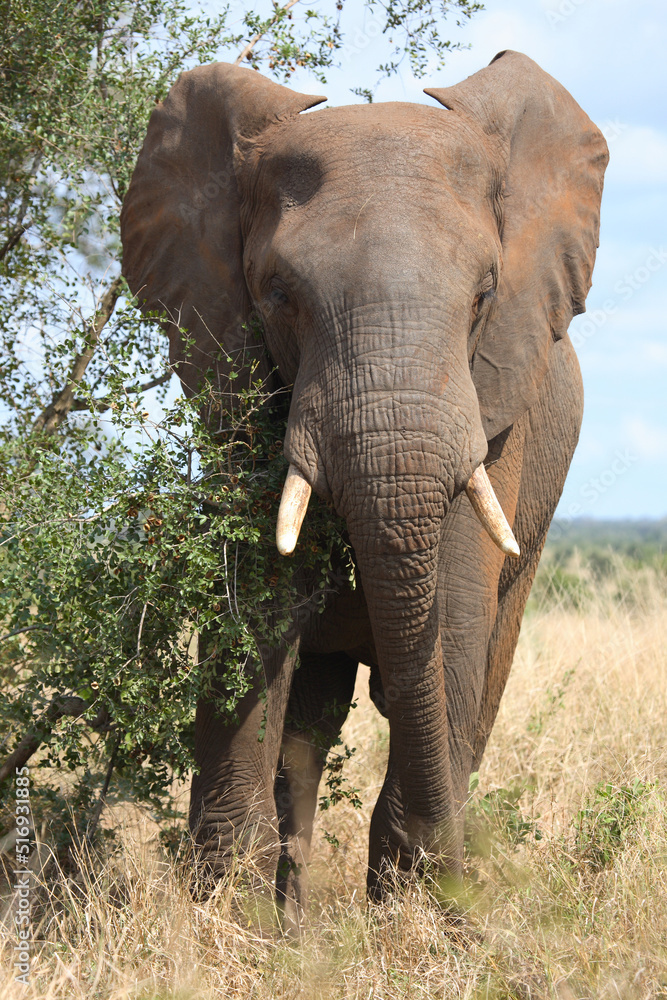 Fototapeta premium Afrikanischer Elefant / African elephant / Loxodonta africana