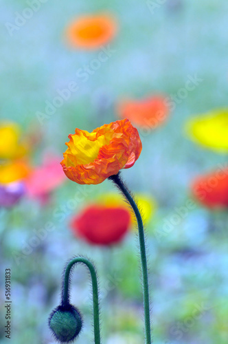 blossoming poppy flowers