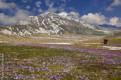 Panoramic view of Campo Imperatore with flowering of crocus flowers in the spring season