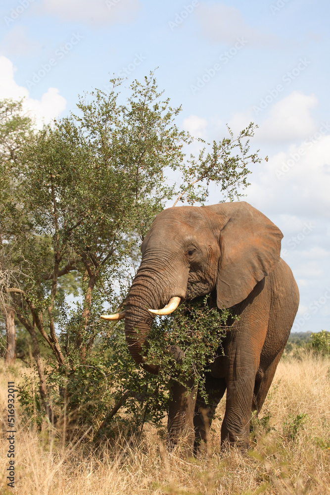 Afrikanischer Elefant / African elephant / Loxodonta africana Afrikanischer Elefant / African elephant / Loxodonta africana