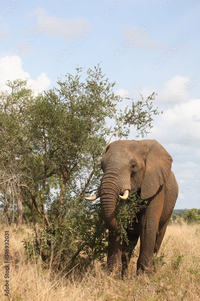Obraz premium Afrikanischer Elefant / African elephant / Loxodonta africana