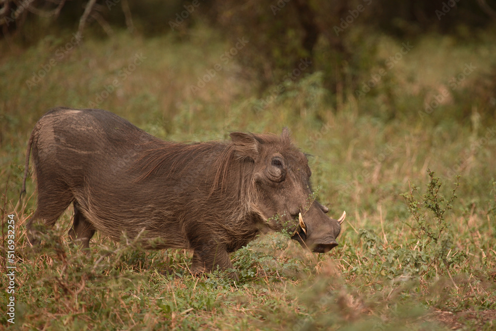 Warzenschwein / Warthog / Phacochoerus africanus Warzenschwein / Warthog / Phacochoerus africanus