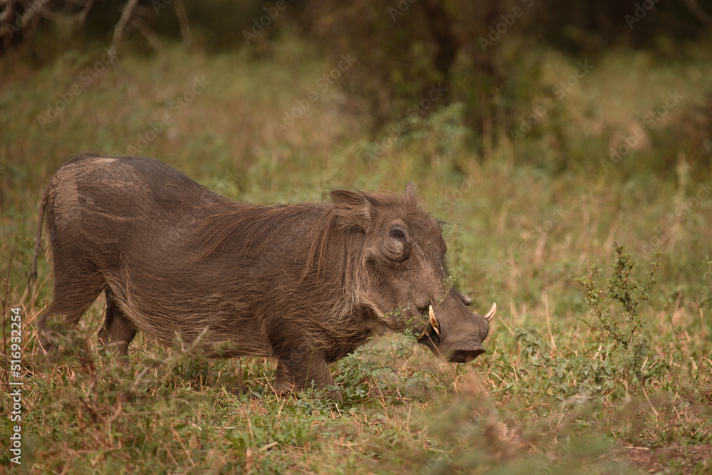 Warzenschwein / Warthog / Phacochoerus africanus