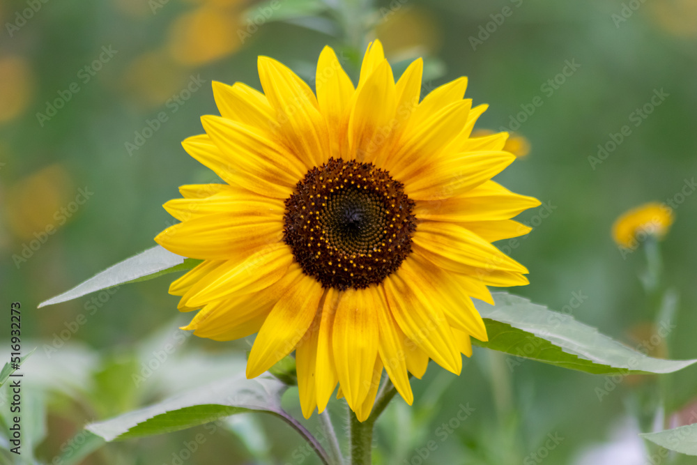 Beautiful yellow sunflower showing its natural beauty with the yellow petals and growing sunflower seeds and offering nectar and pollen for insects as bees and bumblebees in the summer Beautiful yellow sunflower showing its natural beauty with the yellow petals and growing sunflower seeds and offering nectar and pollen for insects as bees and bumblebees in the summer