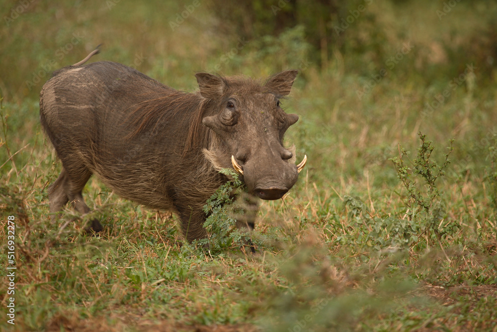Warzenschwein / Warthog / Phacochoerus africanus Warzenschwein / Warthog / Phacochoerus africanus