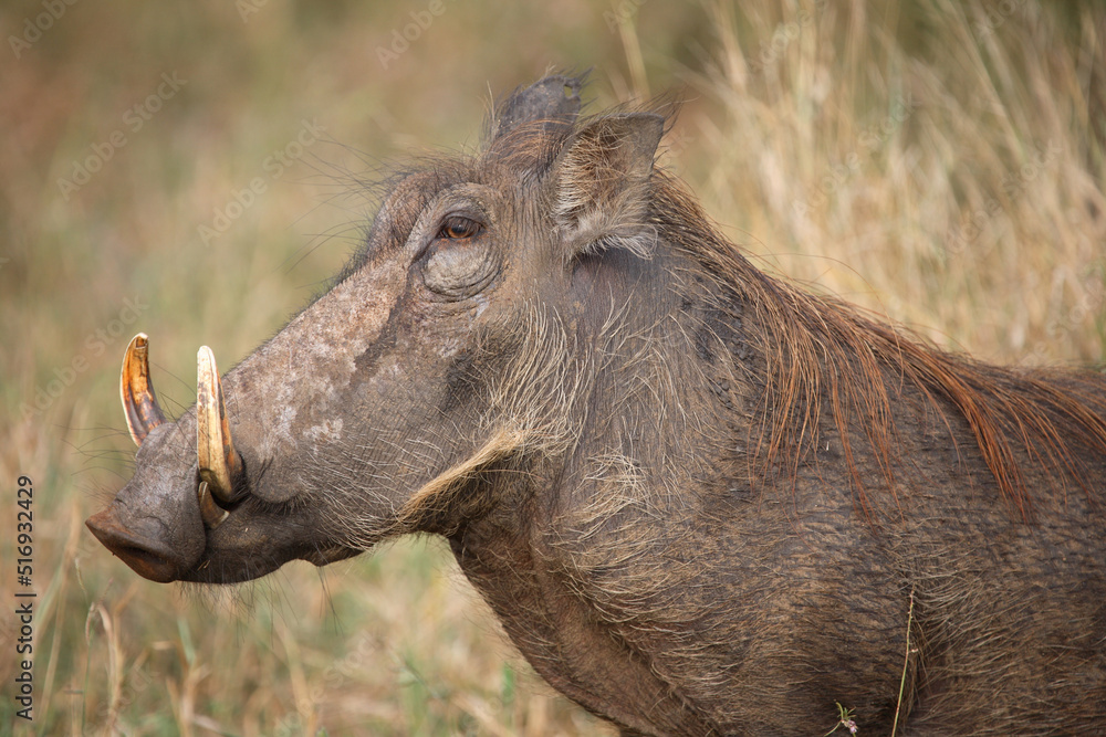 Warzenschwein / Warthog / Phacochoerus africanus Warzenschwein / Warthog / Phacochoerus africanus