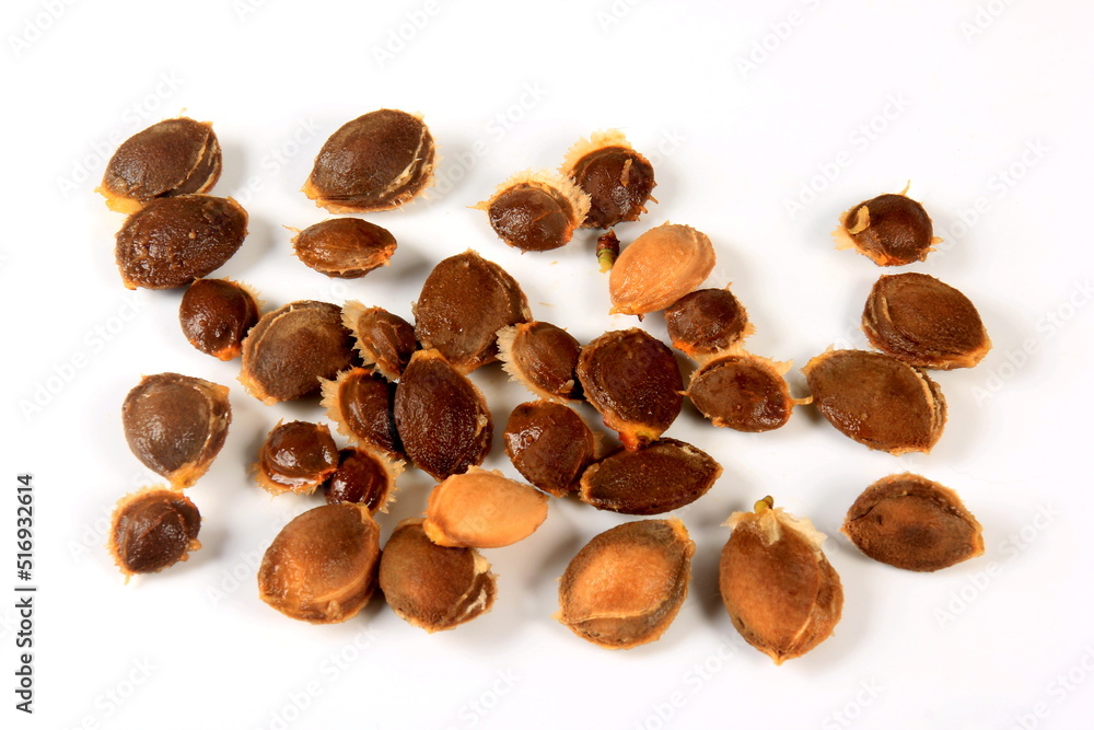 Obraz premium apricot pits on white isolated background