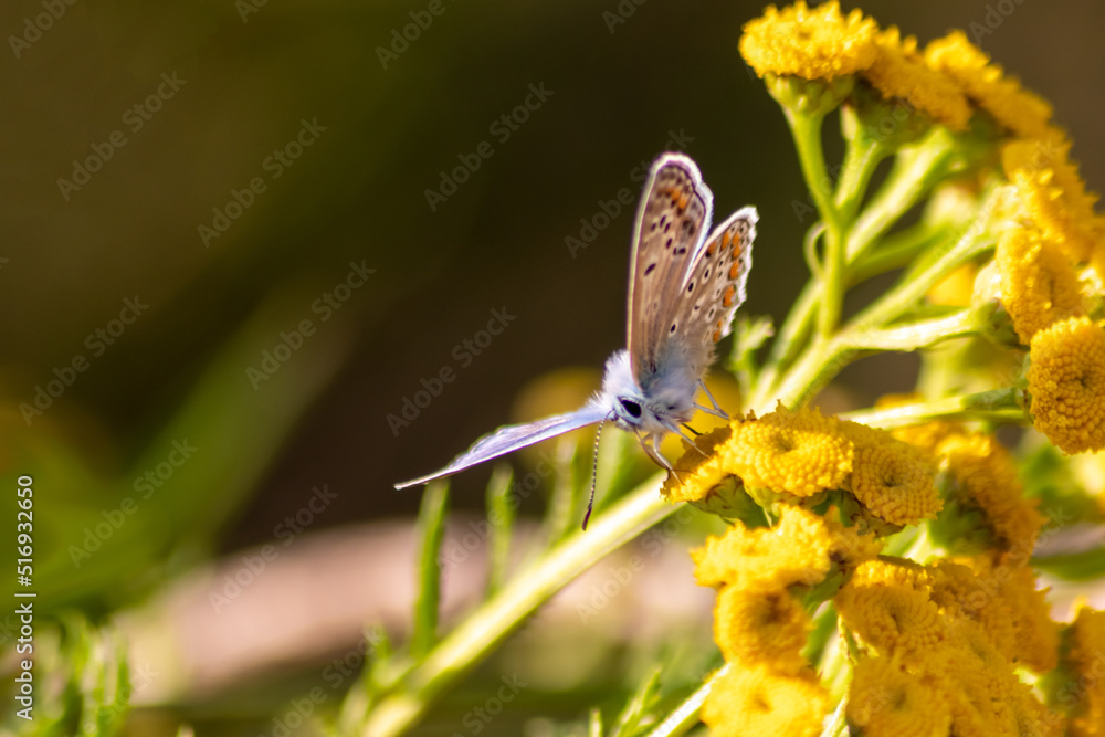 custom made wallpaper toronto digitalBeautiful blue butterfly in profile view macro with shiny blurred background bokeh in summer farm field shows its filigree wings with vibrant colors and camouflage insect hiding pollination in grass
