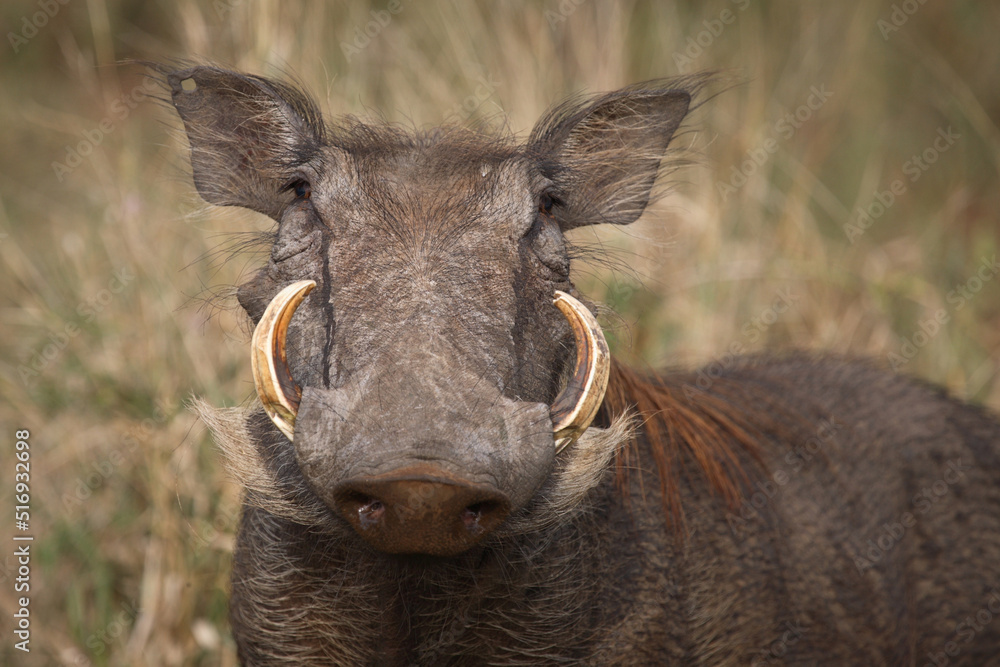 Warzenschwein / Warthog / Phacochoerus africanus Warzenschwein / Warthog / Phacochoerus africanus