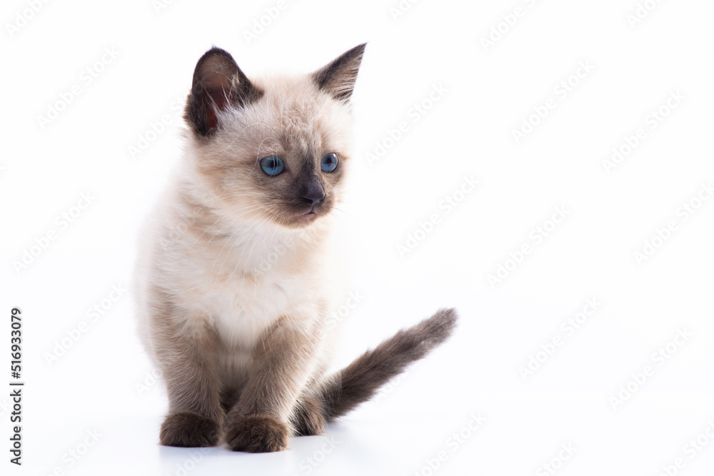 Small kitten Siamese Thai breed. A cat with blue eyes and a beige color. Isolated on white background.