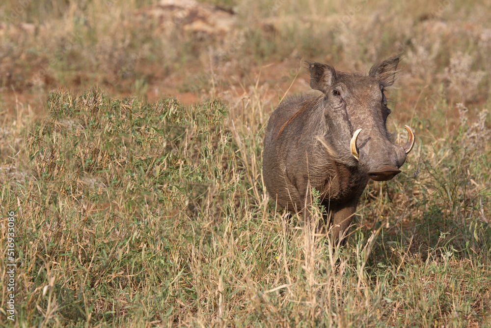 Warzenschwein / Warthog / Phacochoerus africanus Warzenschwein / Warthog / Phacochoerus africanus