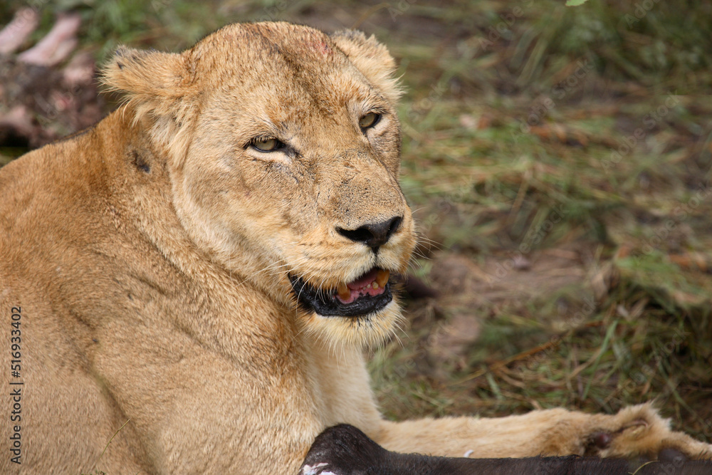 Afrikanischer Löwe / African Lion / Panthera Leo Afrikanischer Löwe / African Lion / Panthera Leo
