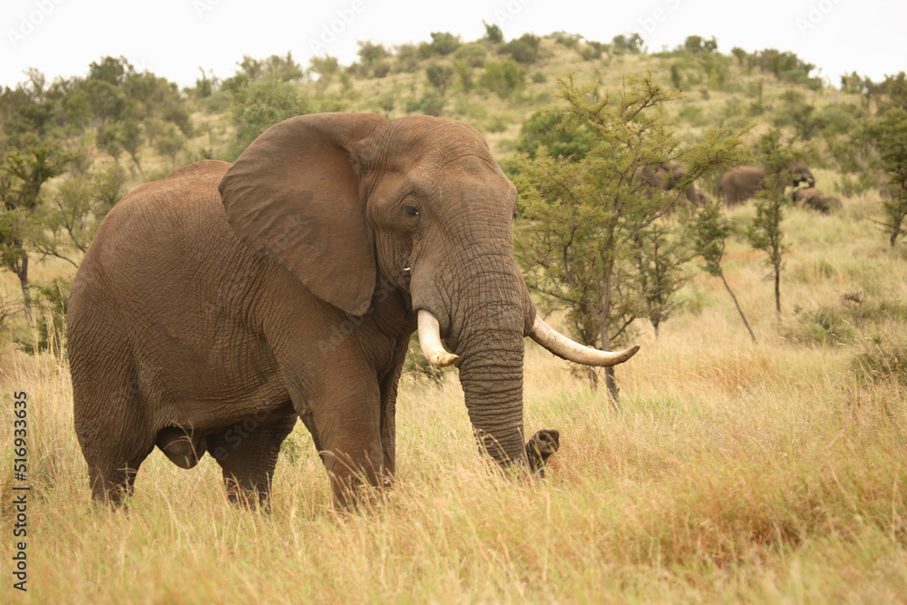 Afrikanischer Elefant / African elephant / Loxodonta africana Afrikanischer Elefant / African elephant / Loxodonta africana