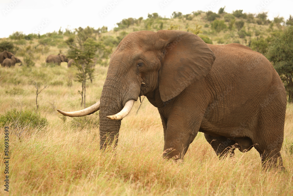 Fototapeta premium Afrikanischer Elefant / African elephant / Loxodonta africana