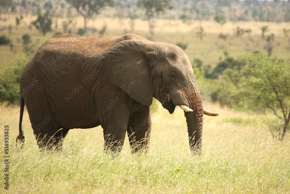 Afrikanischer Elefant / African elephant / Loxodonta africana Afrikanischer Elefant / African elephant / Loxodonta africana