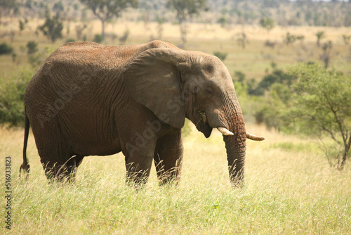 Afrikanischer Elefant   African elephant   Loxodonta africana