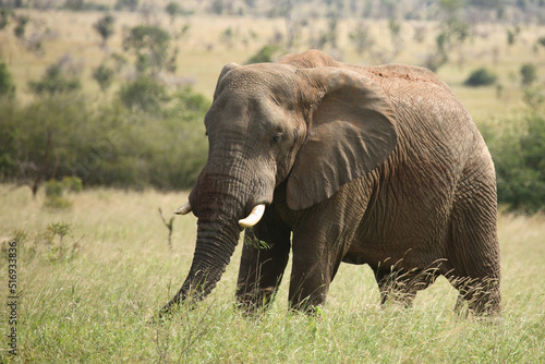 Afrikanischer Elefant   African elephant   Loxodonta africana