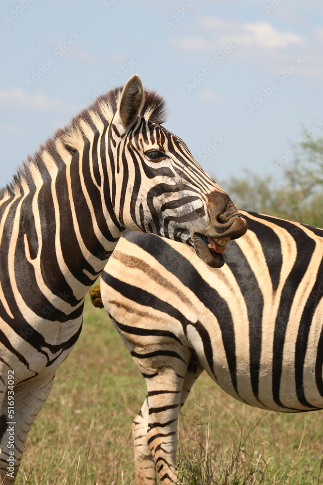 Fototapeta premium Steppenzebra / Burchell's Zebra / Equus burchellii