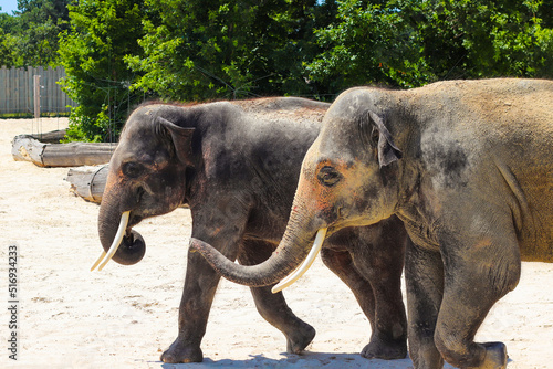 Two large elephants walking together in a zoo.