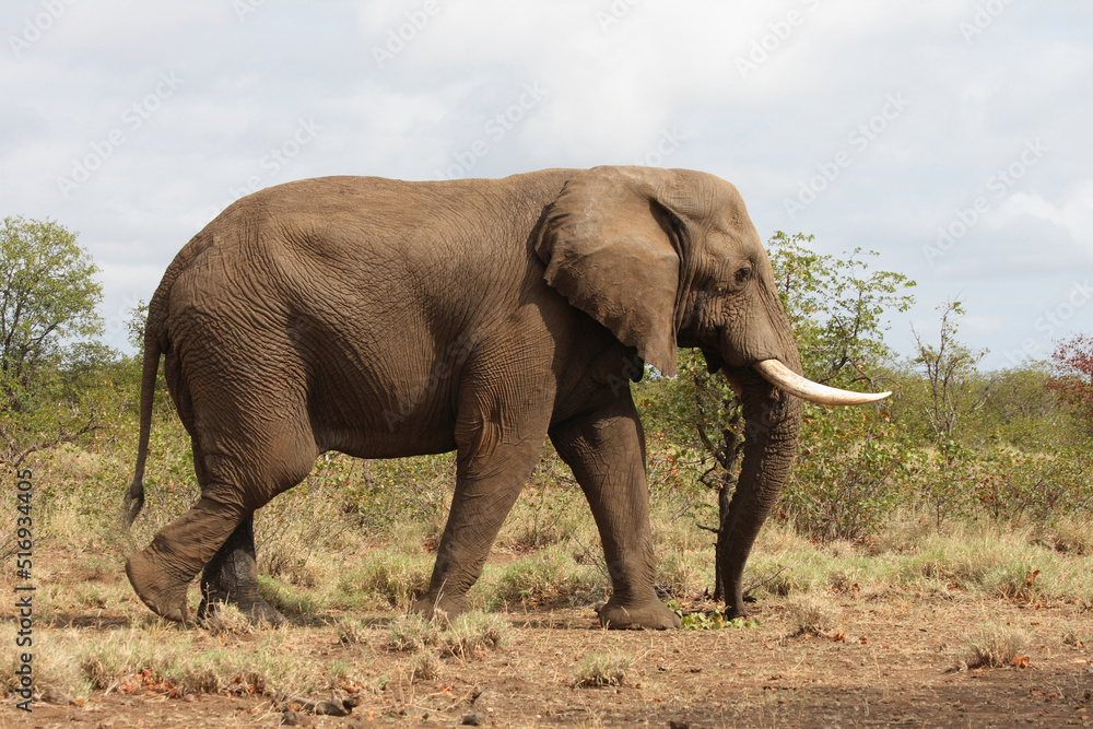 Obraz premium Afrikanischer Elefant / African elephant / Loxodonta africana