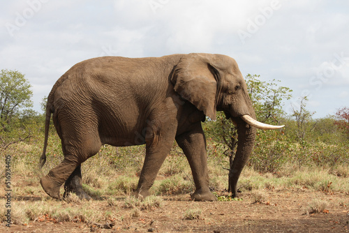 Afrikanischer Elefant   African elephant   Loxodonta africana