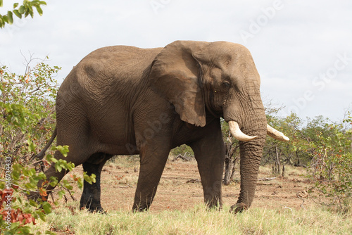 Afrikanischer Elefant / African elephant / Loxodonta africana