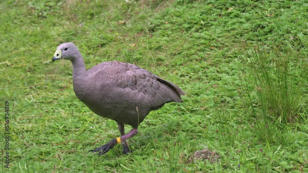 Gray goose (latin name Cereopsis novaehollandiae) is walking on the green grass and feeding. Gray goose (latin name Cereopsis novaehollandiae) is walking on the green grass and feeding.
