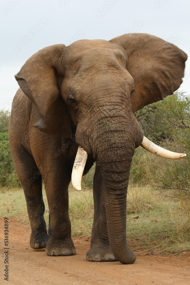 Fototapeta premium Afrikanischer Elefant / African elephant / Loxodonta africana
