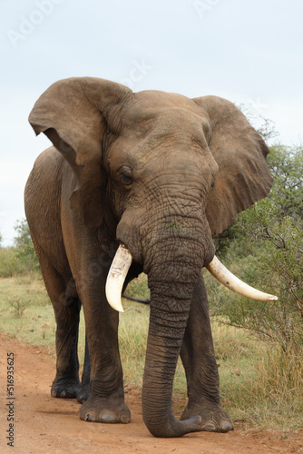 Canvas Print Afrikanischer Elefant / African elephant / Loxodonta africana