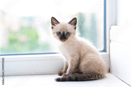 A small Siamese kitten sits in a room on the windowsill and looks into the camera.