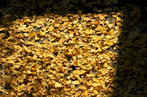 fallen ginkgo leaves in autumn  © 曹宇