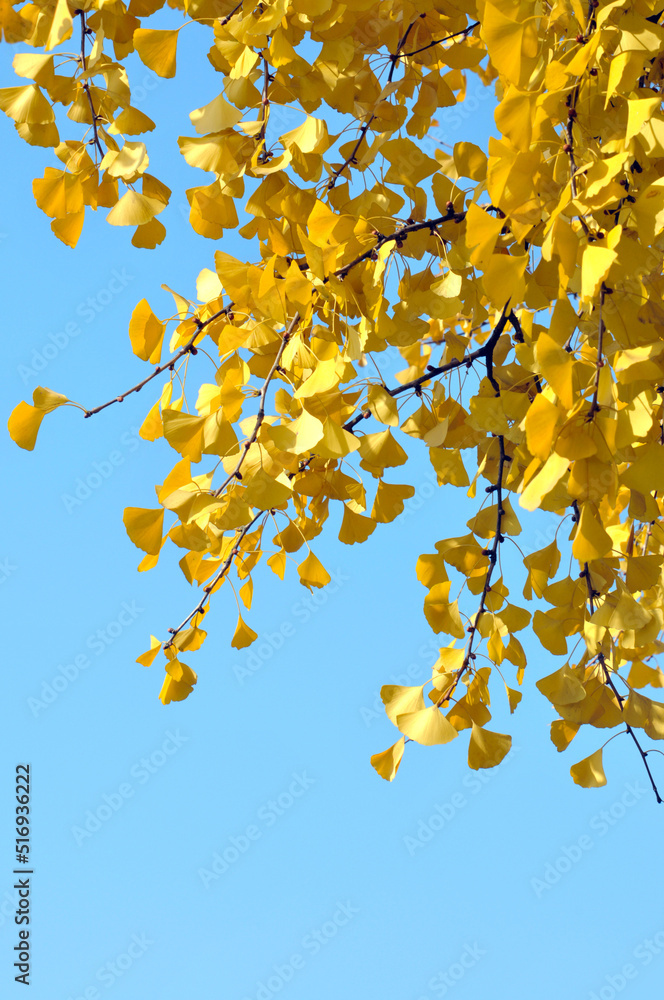autumn ginkgo tree autumn ginkgo tree