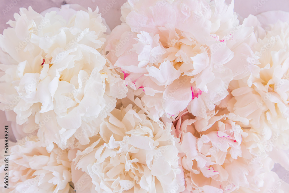 elegant pink peonies close-up. festive background. layout. postcard. wallpaper. pastel color. elegant pink peonies close-up. festive background. layout. postcard. wallpaper. pastel color.