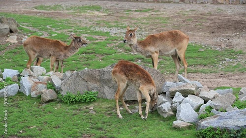 Group of Nile lechwe or Mrs Gray's lechwe (Kobus megaceros) is an endangered species of antelope found in swamps and grasslands in South Sudan and Ethiopia. photo