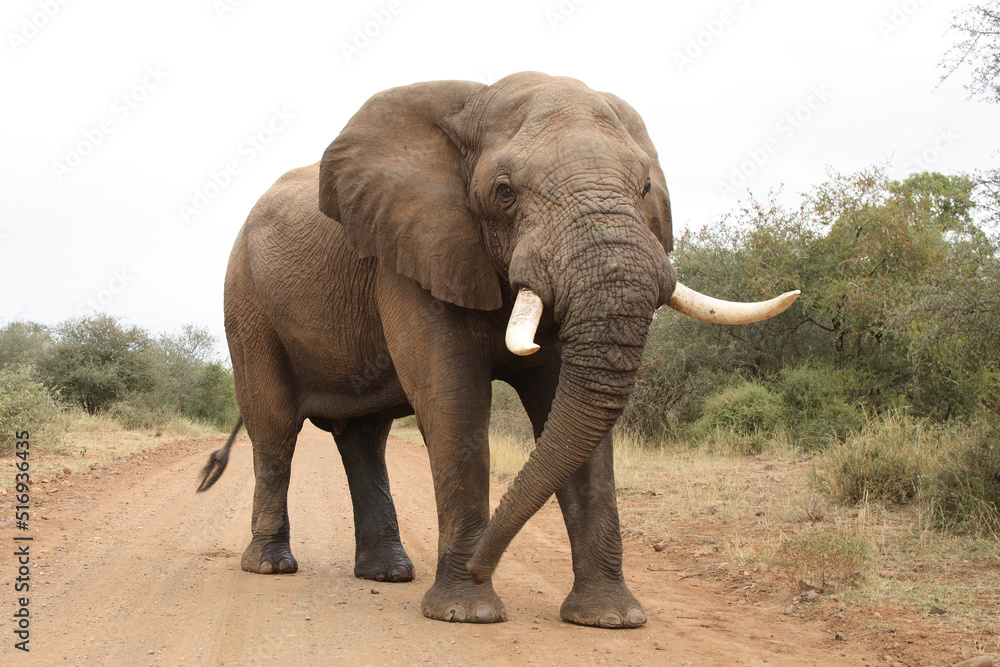 Fototapeta premium Afrikanischer Elefant / African elephant / Loxodonta africana