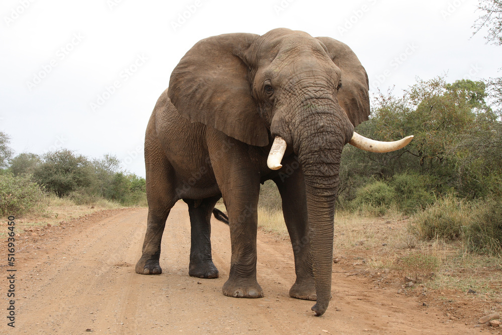 Fototapeta premium Afrikanischer Elefant / African elephant / Loxodonta africana