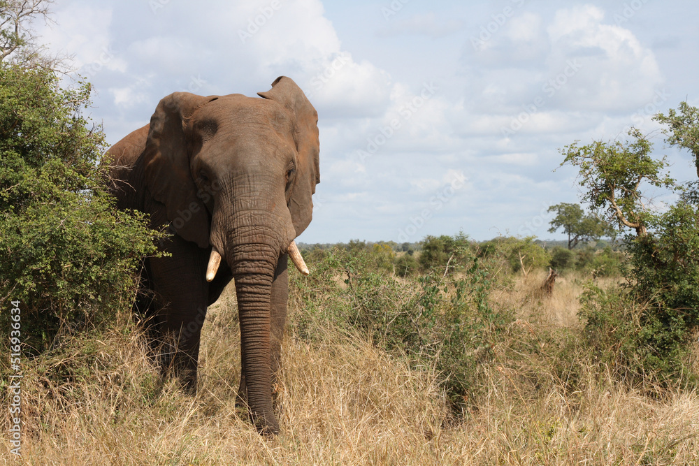 Fototapeta premium Afrikanischer Elefant / African elephant / Loxodonta africana