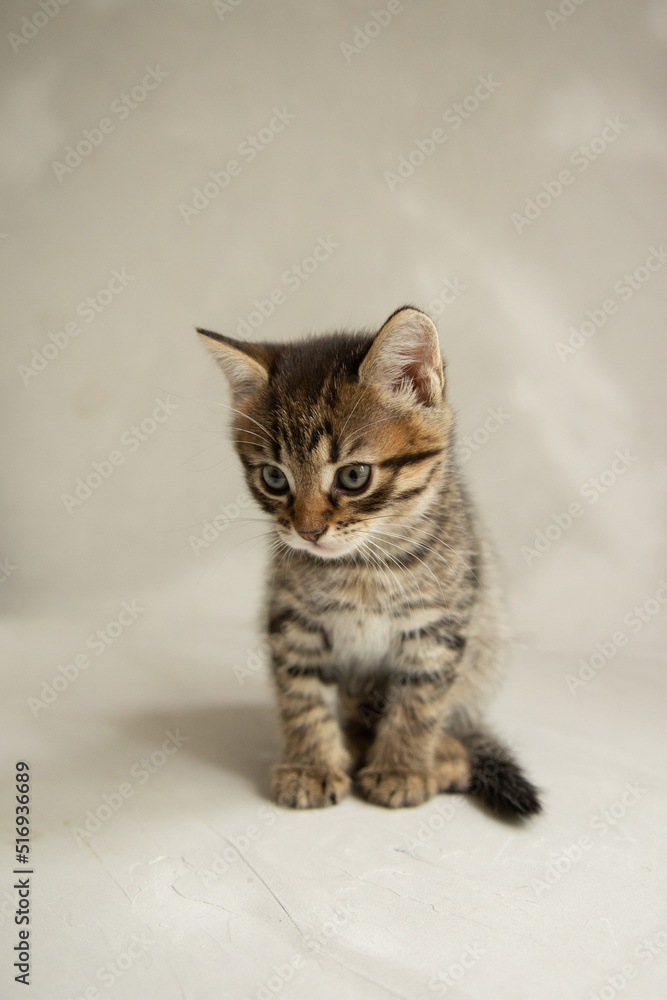 dark gray kitten sits on a gray background and looks at the camera
