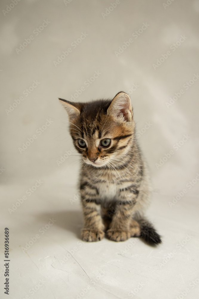 dark gray kitten sits on a gray background and looks at the camera
dark gray kitten sits on a gray background and looks at the camera