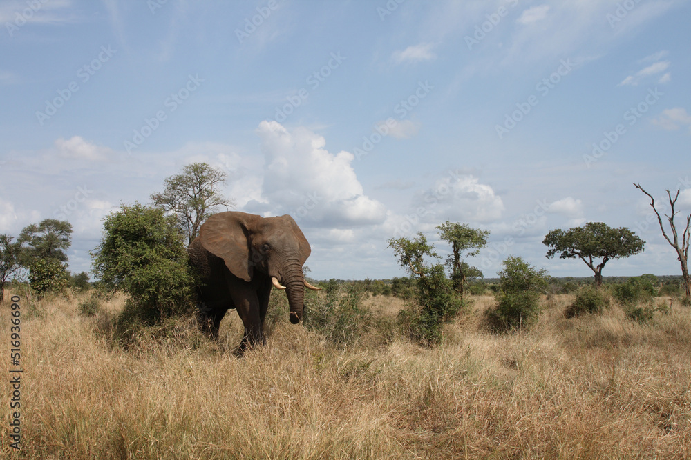 Obraz premium Afrikanischer Elefant / African elephant / Loxodonta africana