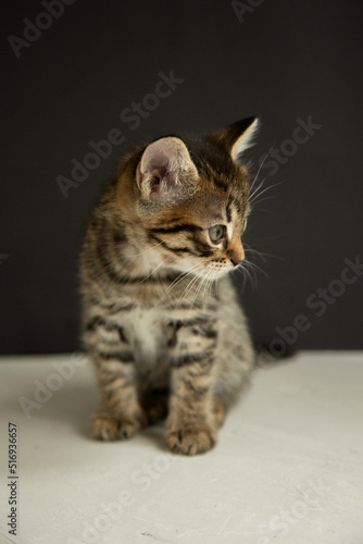 dark gray kitten sits on a black and gray background and looks at the camera 
