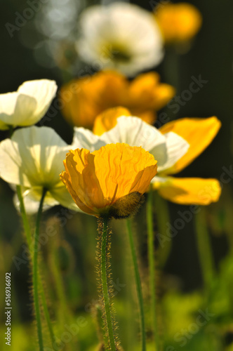 blossoming poppy flowers