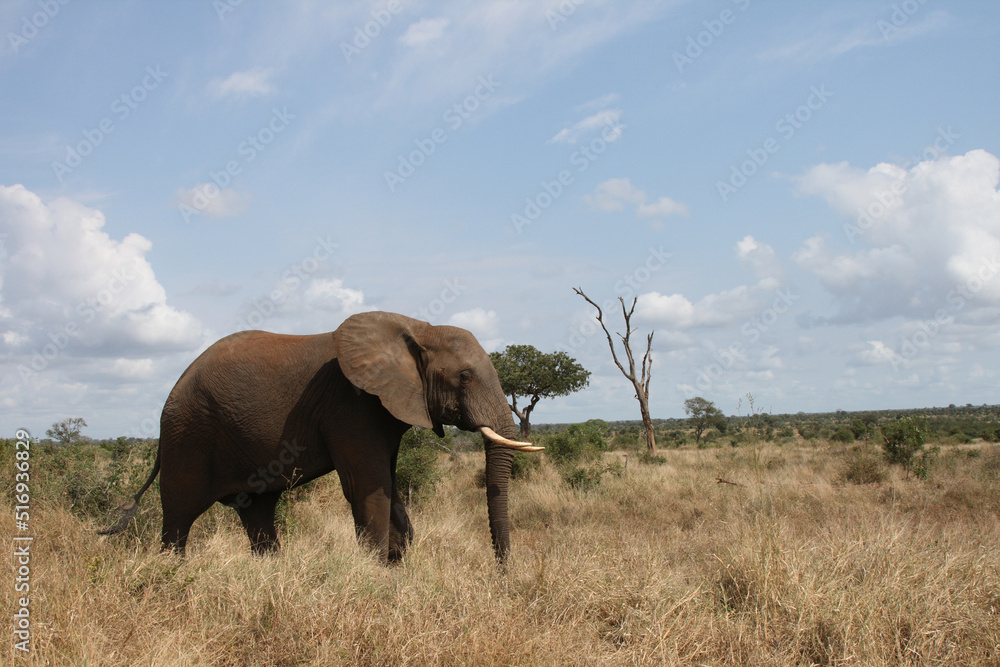 Fototapeta premium Afrikanischer Elefant / African elephant / Loxodonta africana