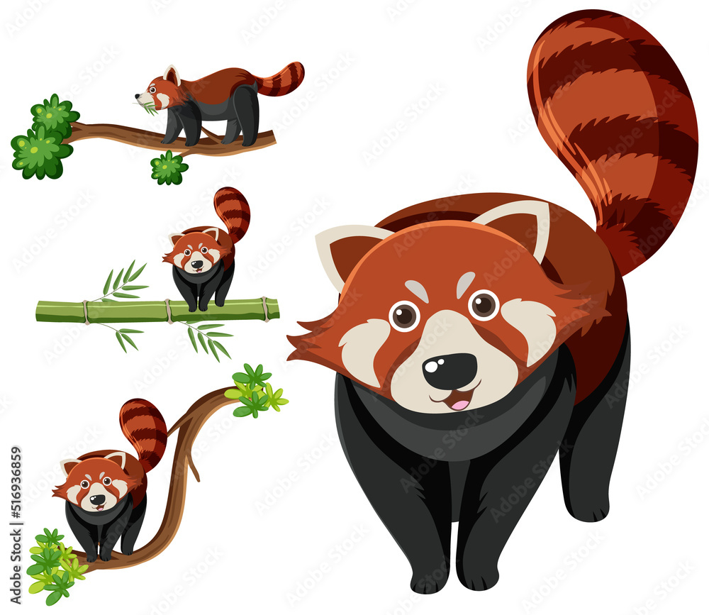 Fototapeta premium Set of different red pandas