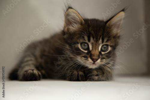 dark gray kitten sits on a black and gray background and looks at the camera 