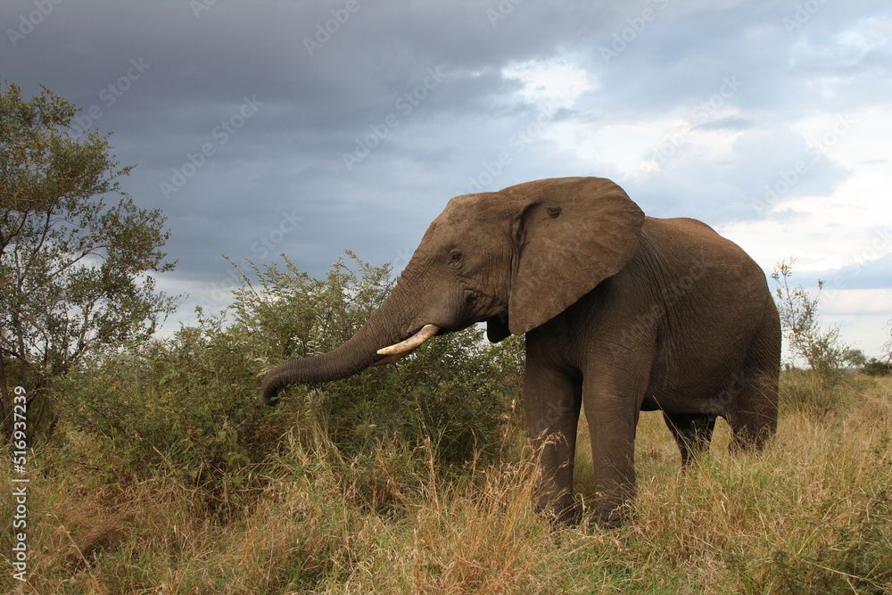 Obraz premium Afrikanischer Elefant / African elephant / Loxodonta africana