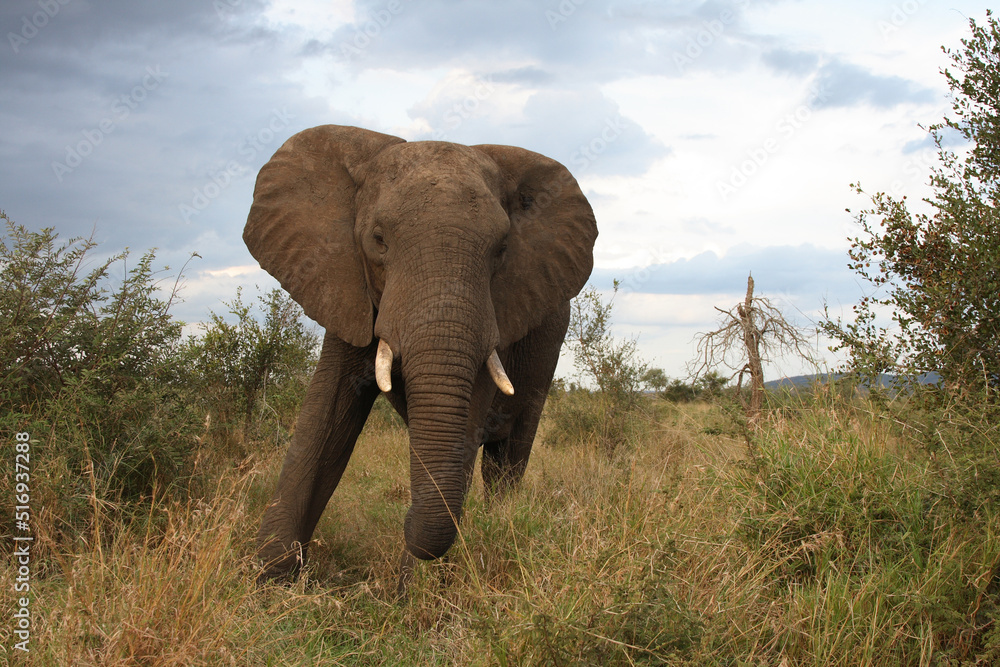 Obraz premium Afrikanischer Elefant / African elephant / Loxodonta africana